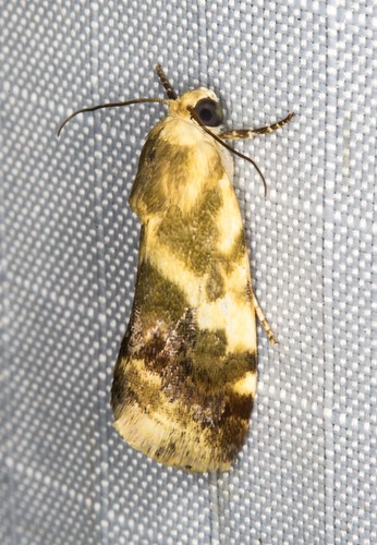 Acontia detrita · iNaturalist