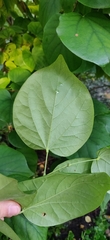 Cercis chinensis
