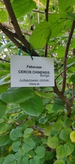 Cercis chinensis