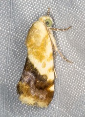 Acontia detrita