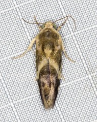 Acontia detrita