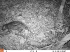 Atherurus africanus