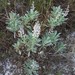 Scrub Lupine - Photo (c) Tom Palmer, some rights reserved (CC BY-NC), uploaded by Tom Palmer
