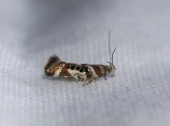 Aristotelia elegantella