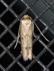 Blastobasis taurusella