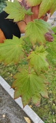Acer japonicum