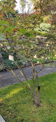 Acer japonicum