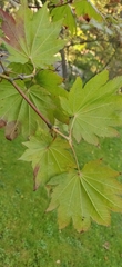 Acer japonicum