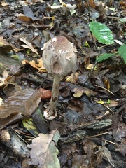 Macrolepiota procera