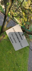 Acer japonicum