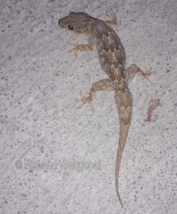 Hemidactylus flaviviridis