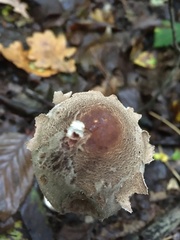 Macrolepiota procera