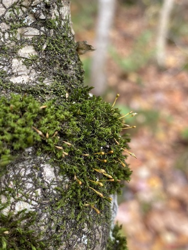 Image of Ulota coarctata by (c) Matt Berger, some rights reserved (CC BY)
