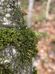 Ulota coarctata