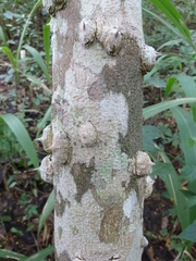Zanthoxylum rubescens
