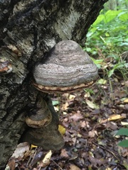 Fomes fomentarius