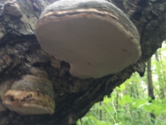 Fomes fomentarius