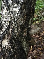 Fomes fomentarius