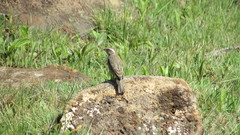 Crithagra gularis endemion