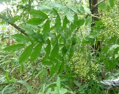 Zanthoxylum rubescens