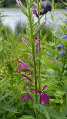 Lobelia × speciosa