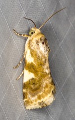 Acontia elaeoa
