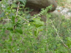 Canthium ciliatum