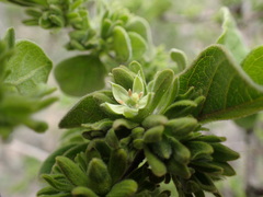 Vangueria macrocalyx