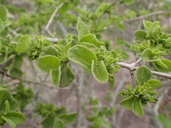 Vangueria macrocalyx