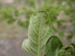 Vangueria macrocalyx
