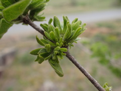 Vangueria macrocalyx
