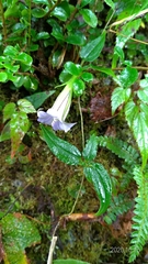 Tripterospermum lanceolatum