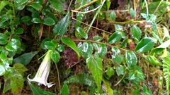 Tripterospermum lanceolatum