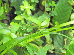 Aciagrion pallidum
