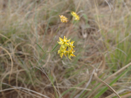 Image of Asclepias aurea by (c) Mahomed Desai, some rights reserved (CC BY)