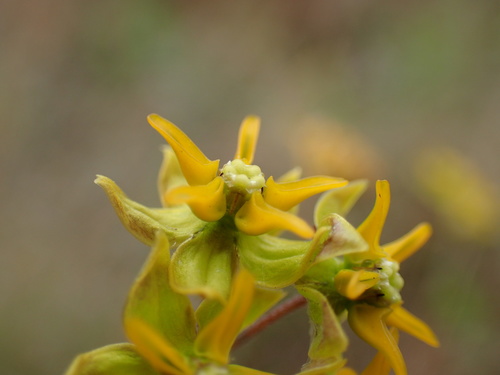 Image of Golden Star-Drops (Asclepias aurea) by (c) Mahomed Desai, some rights reserved (CC BY)