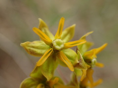Asclepias aurea