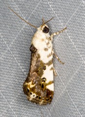 Acontia nivipicta