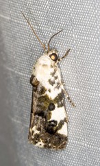 Acontia nivipicta