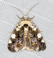 Acontia nivipicta