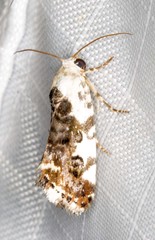 Acontia nivipicta