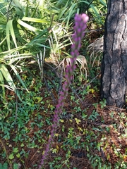 Liatris tenuifolia image