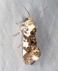 Acontia nivipicta