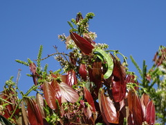 Condamineeae