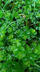 Elatostema obtusum trilobulatum