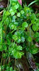 Elatostema obtusum trilobulatum