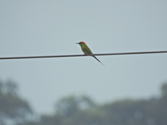 Merops orientalis