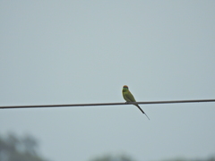 Merops orientalis