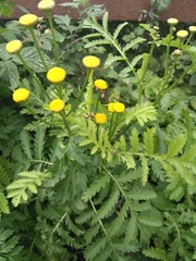 Tanacetum vulgare