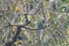 Psittacula columboides